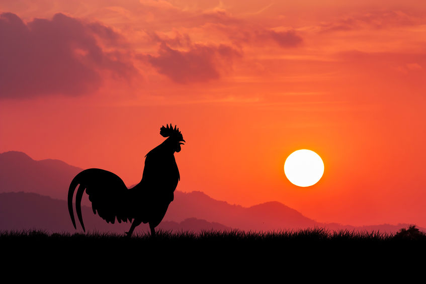 coq chantant au soleil levant
