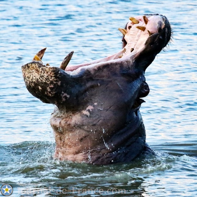 hippopotame d'Afrique, gueule ouverte