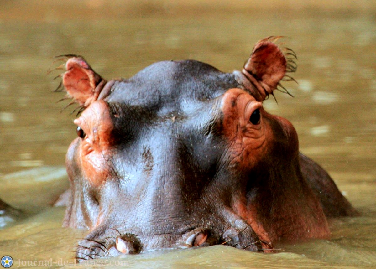 hippopotame d'Afrique