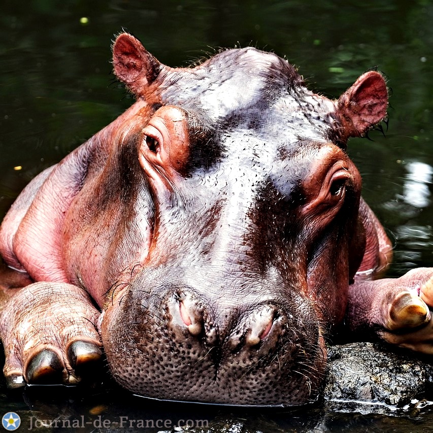 hippopotame d'Afrique, gros plan